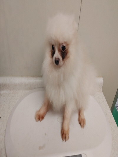 (사)동부동물보호협회_426338202400625