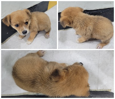 논산시 동물보호센터_444454202400885