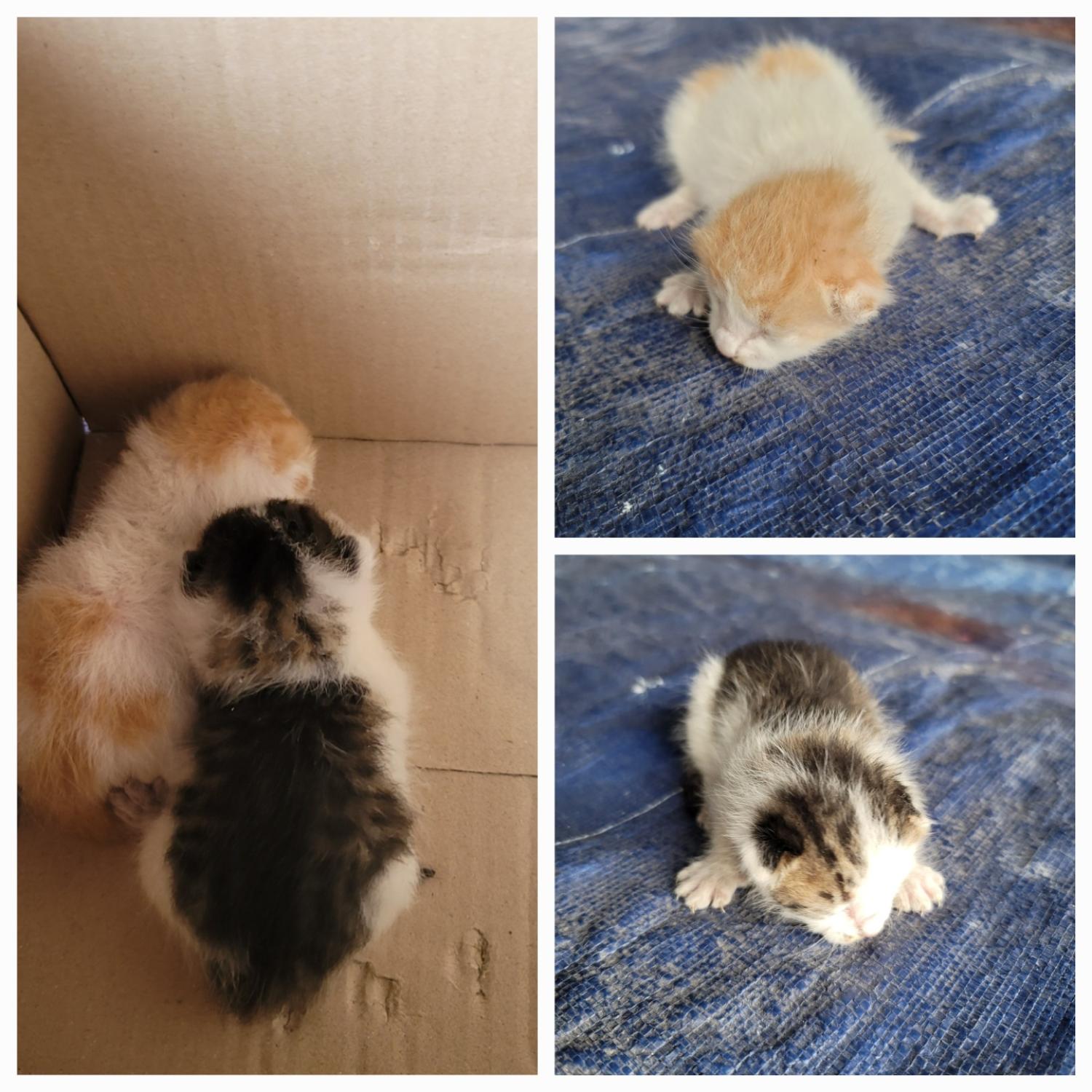 평택시유기동물보호소_441391202402310