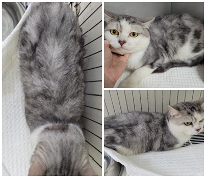 논산시 동물보호센터_444454202400891