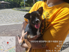 보호중 믹스견의 가…