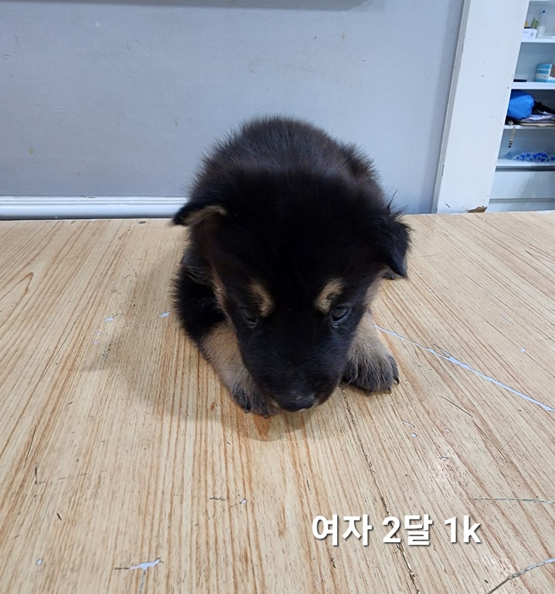 옥천동물병원_443443202400667