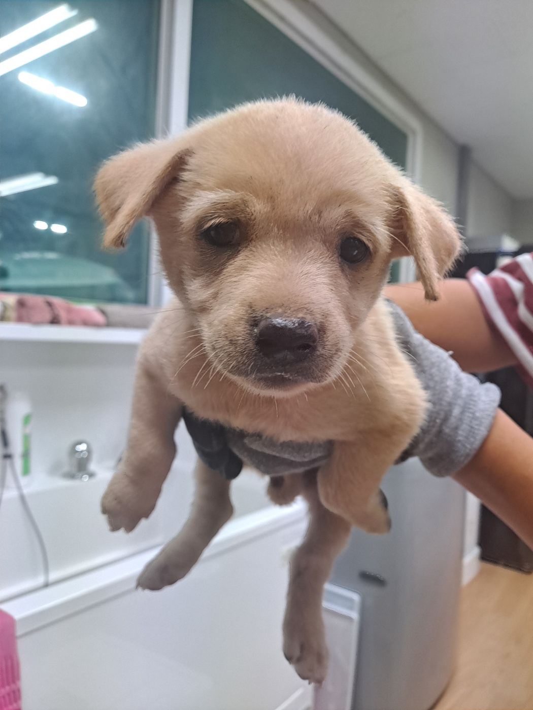 거제시유기동물보호소_448537202401116