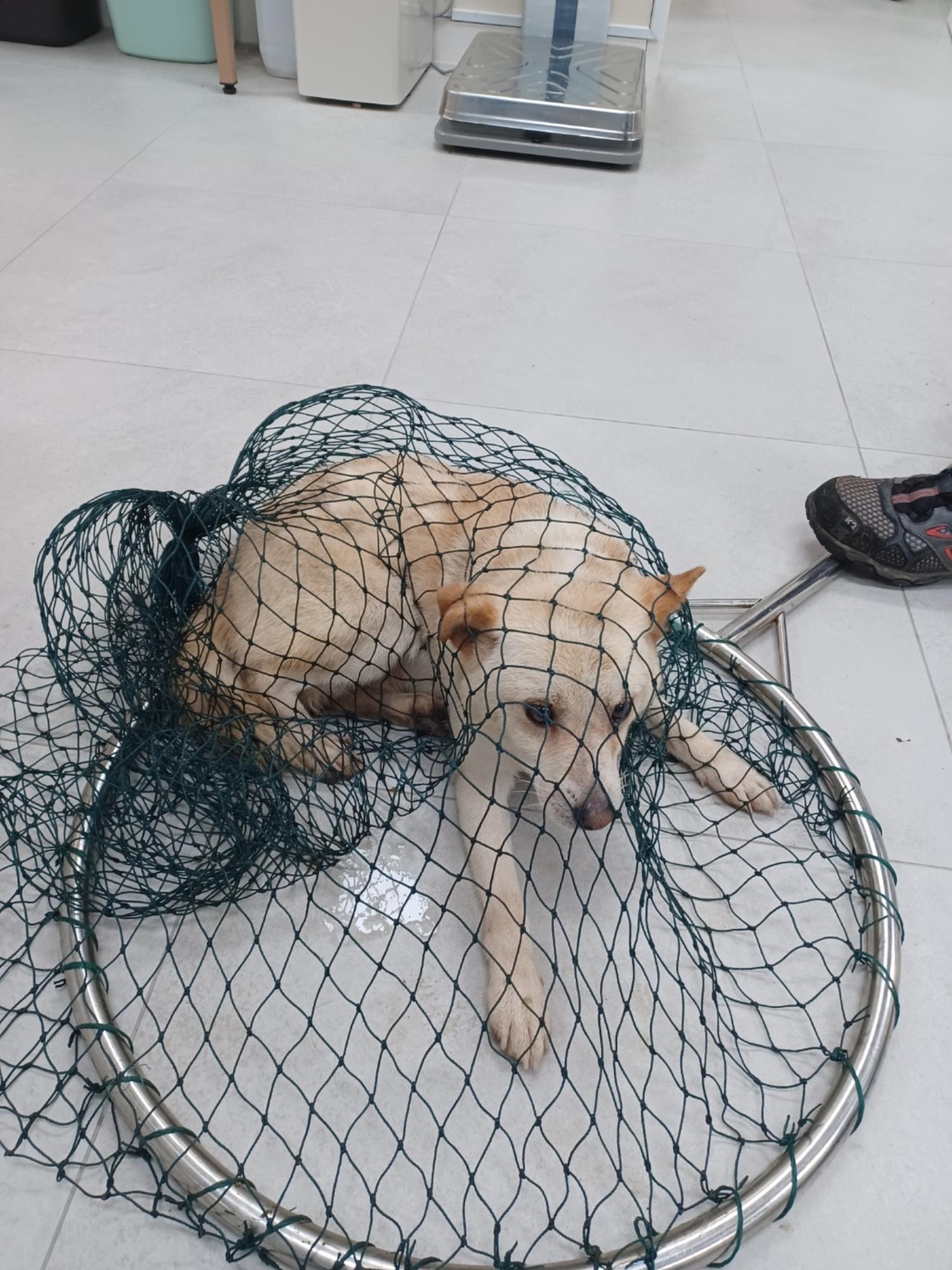 인제군유기동물보호소_442433202400412