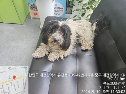대전동물보호센터_430365202400403