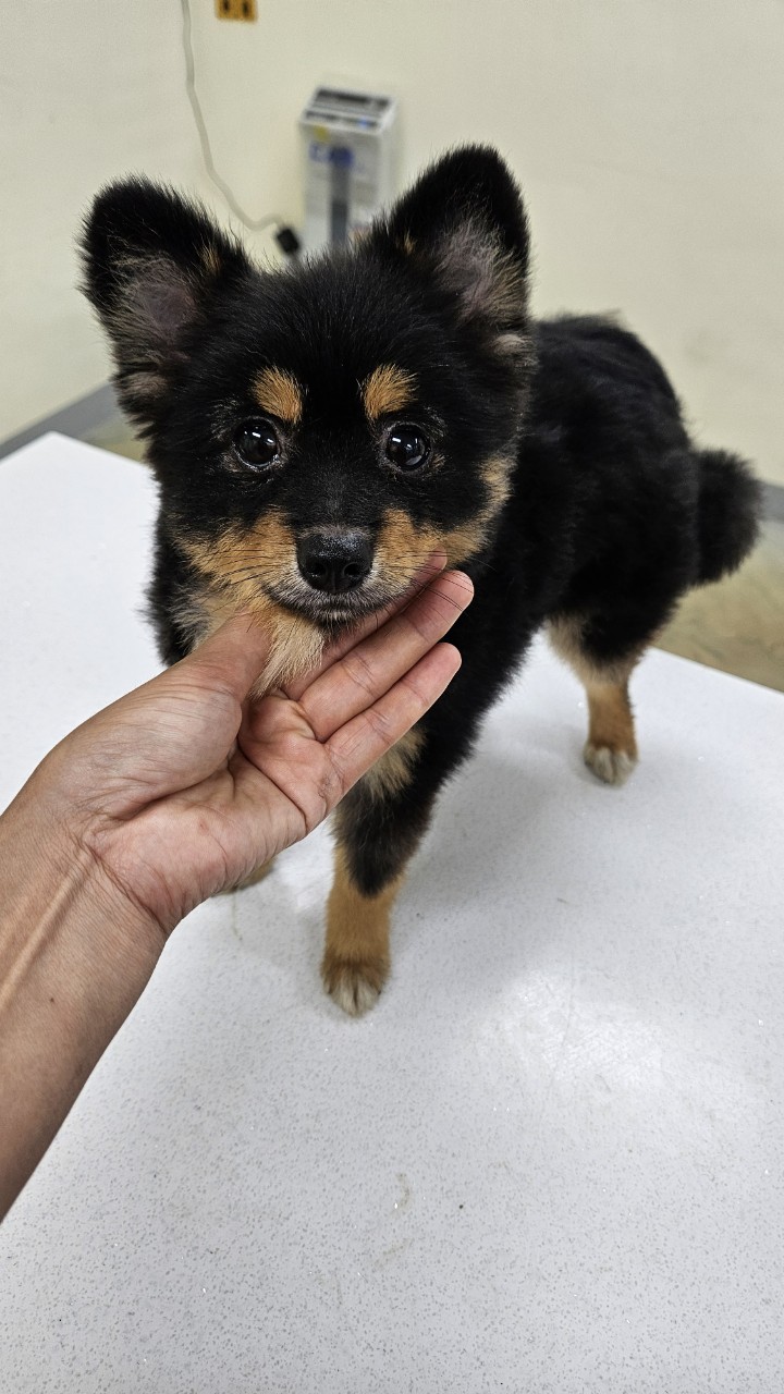 아산동물복지지원센터_444452202402031