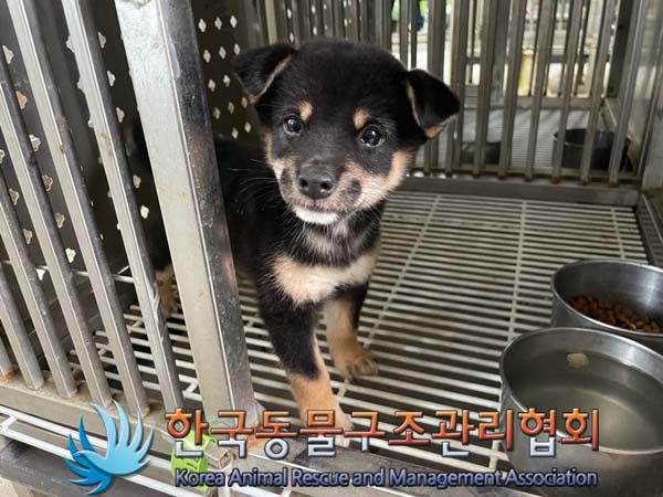 한국동물구조관리협회_441409202401369