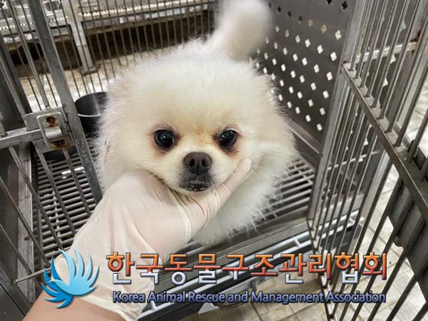 보호중 포메라니안의…