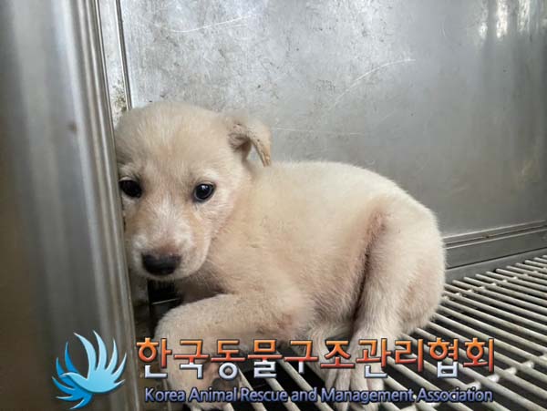 한국동물구조관리협회_441559202400964