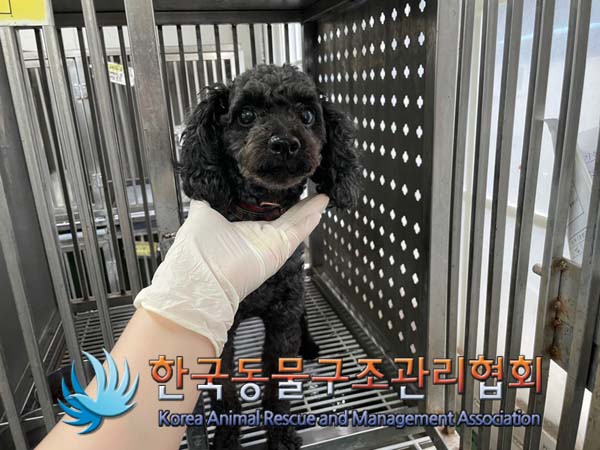 한국동물구조관리협회_411306202400702