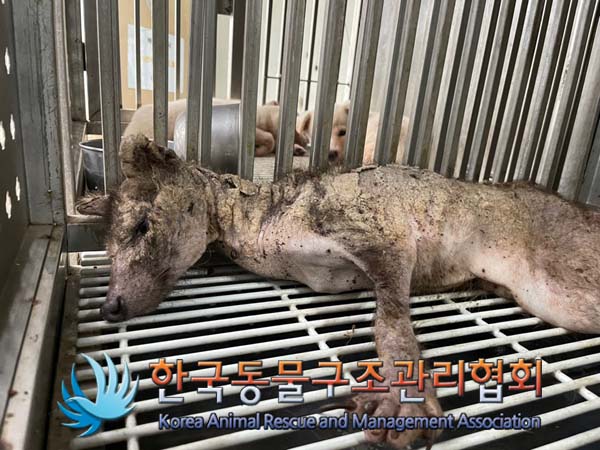 한국동물구조관리협회_411316202400503