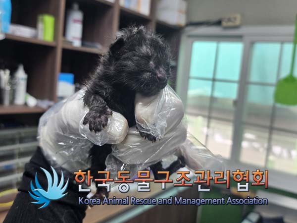 종료(입양) 한국 …