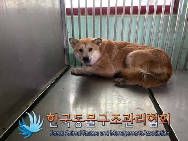한국동물구조관리협회_441409202401373