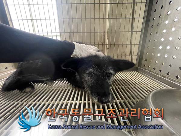 보호중 믹스견의 가…