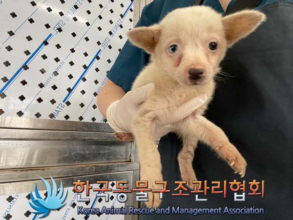 보호중 믹스견의 가…