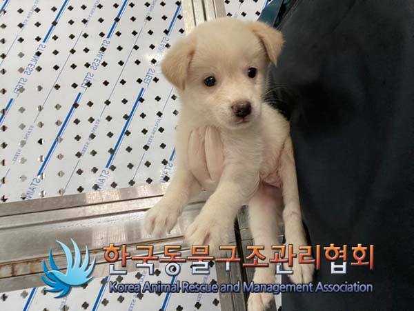 한국동물구조관리협회_441406202401497