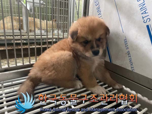 한국동물구조관리협회_441560202401157