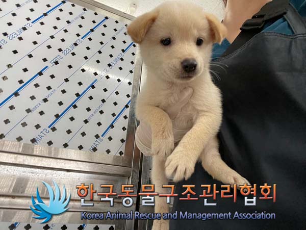 보호중 믹스견의 가…