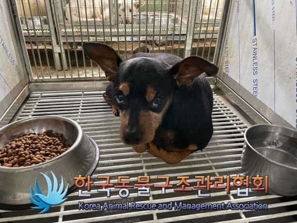 보호중 미니어쳐 핀…