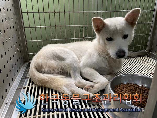 보호중 믹스견의 가…
