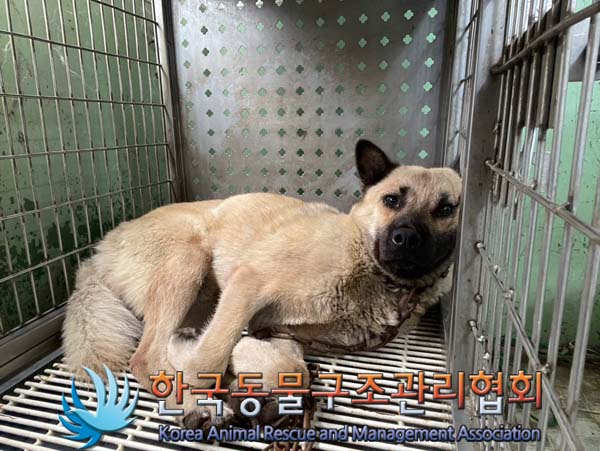 종료(반환) 믹스견…