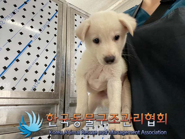 한국동물구조관리협회_441406202401499