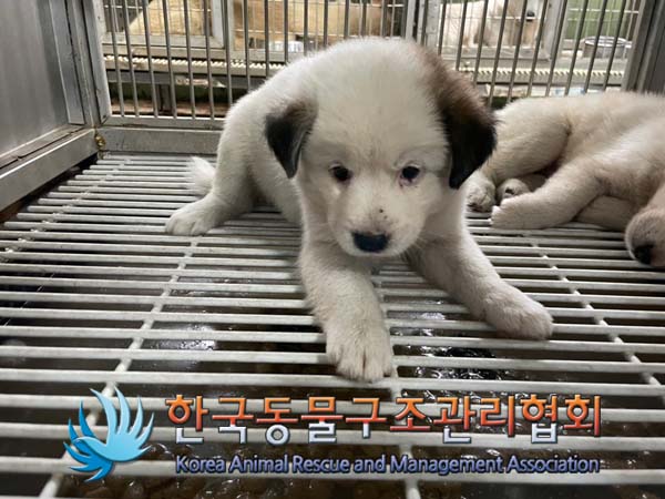 한국동물구조관리협회_441560202401159