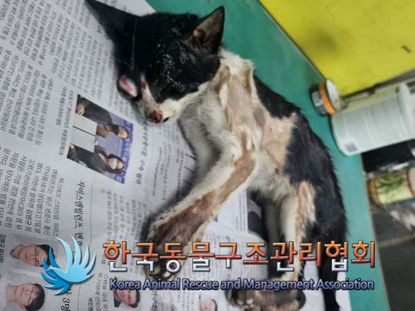 한국동물구조관리협회_411307202400462