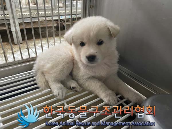한국동물구조관리협회_441560202401160