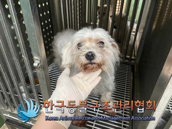 종료(입양) 말티즈…