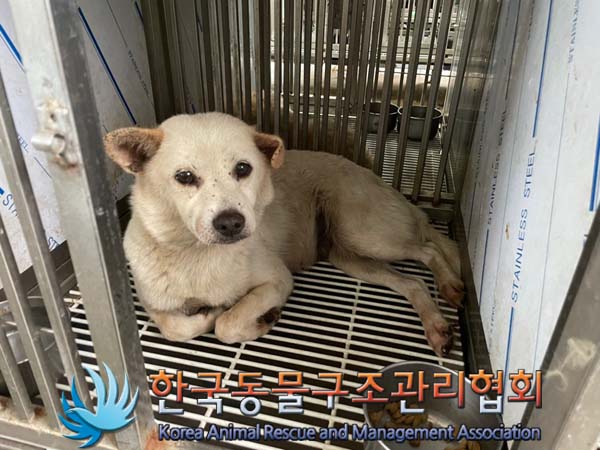 한국동물구조관리협회_441406202401501