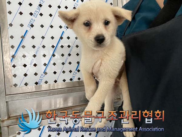 한국동물구조관리협회_441406202401502