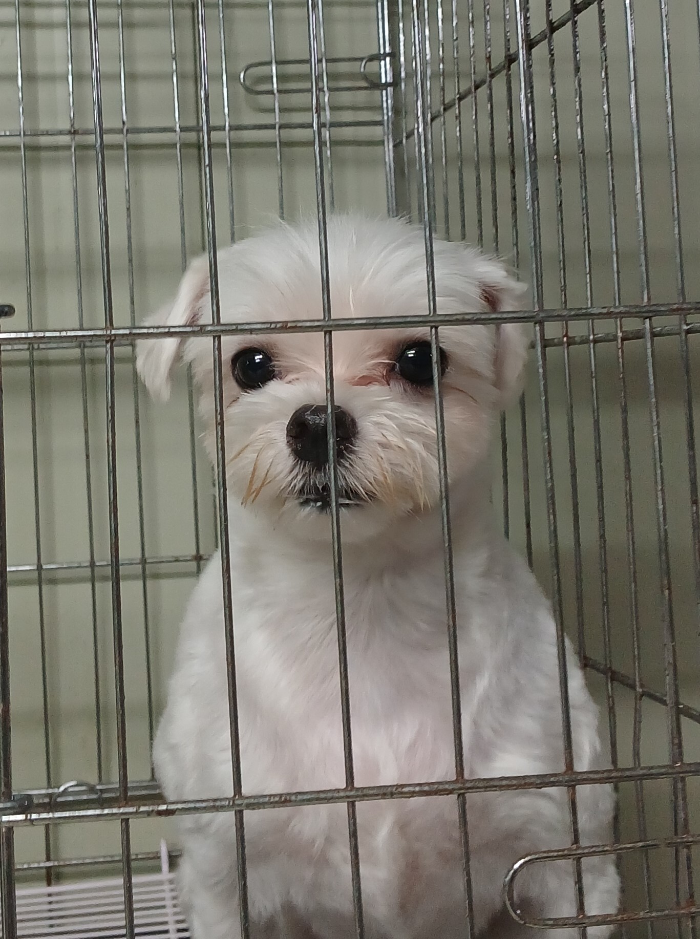 대구유기동물보호협회_427345202400570