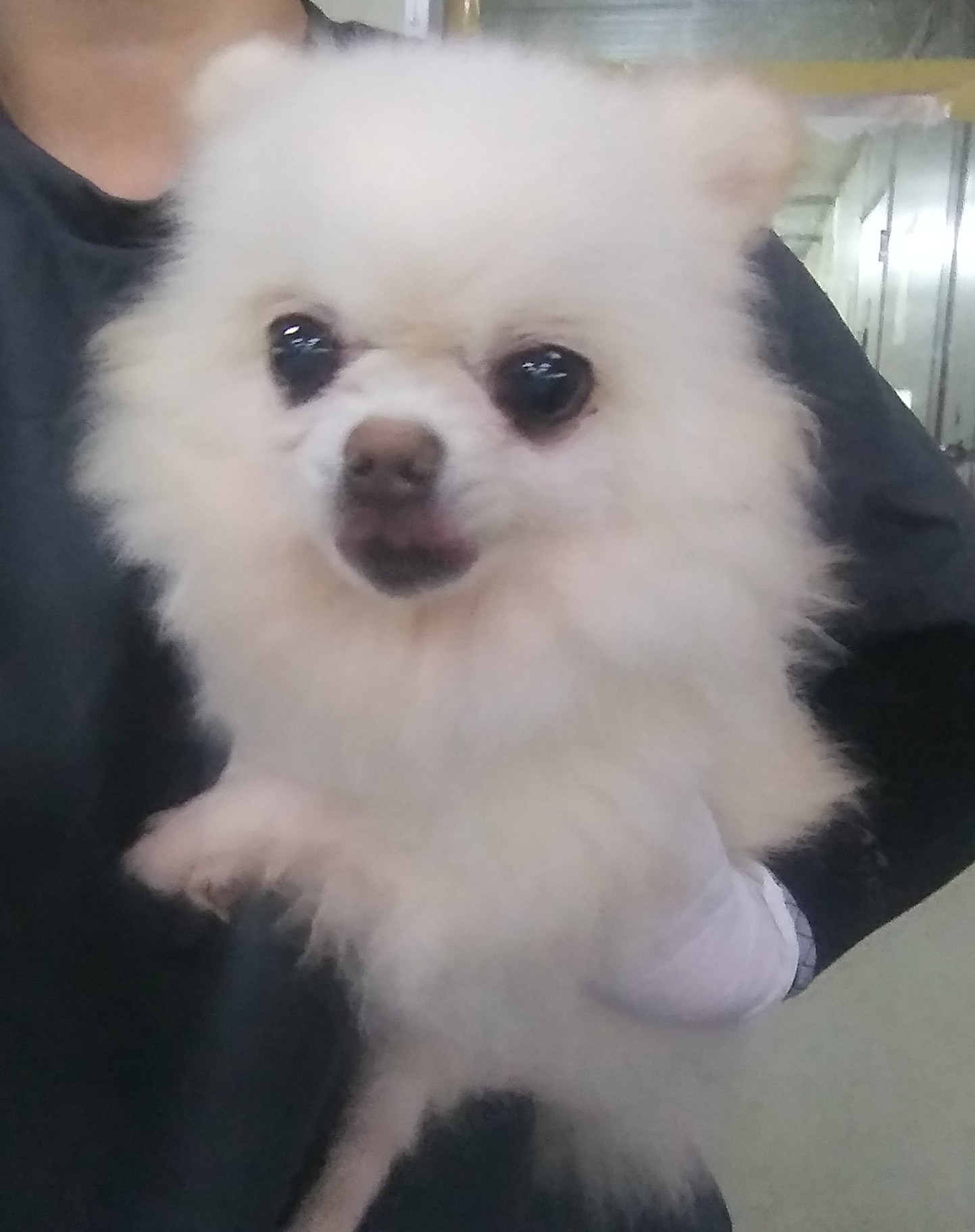 인천광역시수의사회_428351202400619