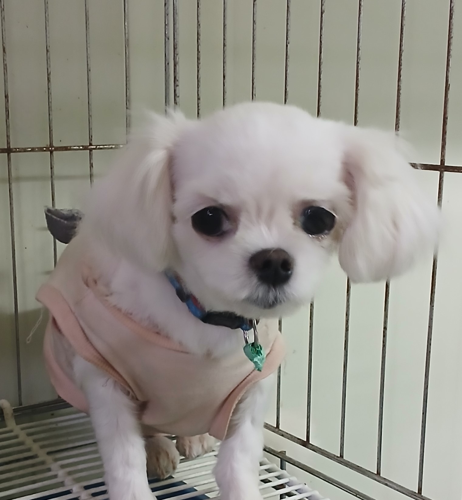 대구유기동물보호협회_427347202400803