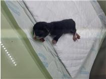 보호중 한국 고양이…