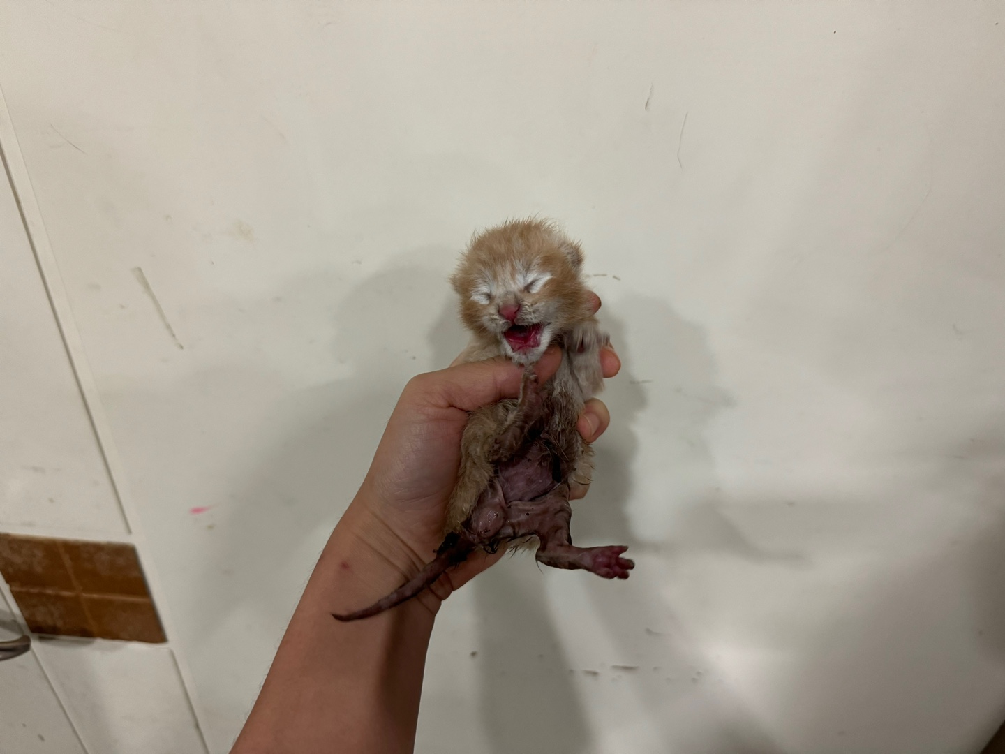 가정동물병원_428356202401581