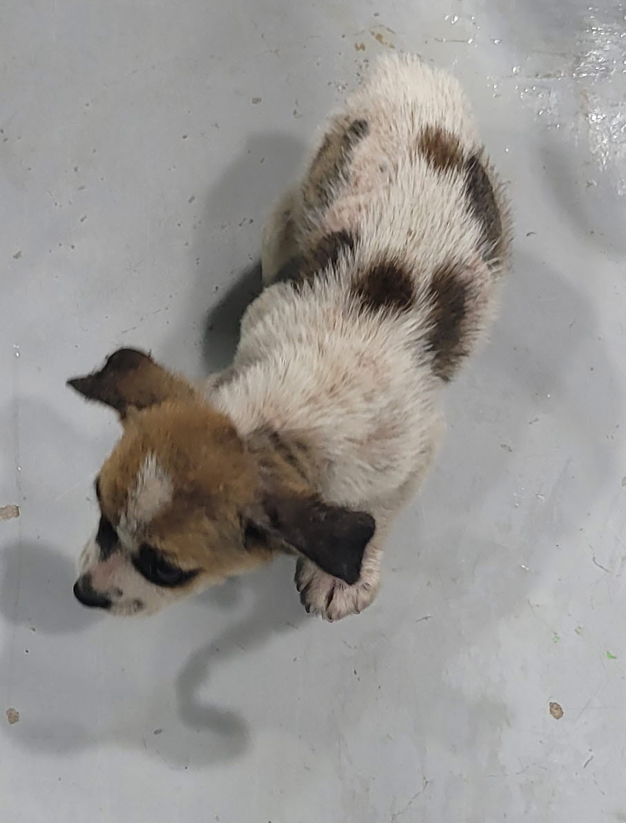 울진군동물보호센터_447525202400353