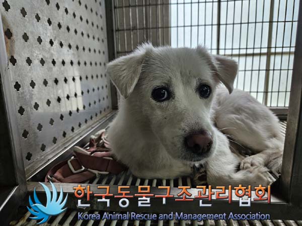 한국동물구조관리협회_441409202401375