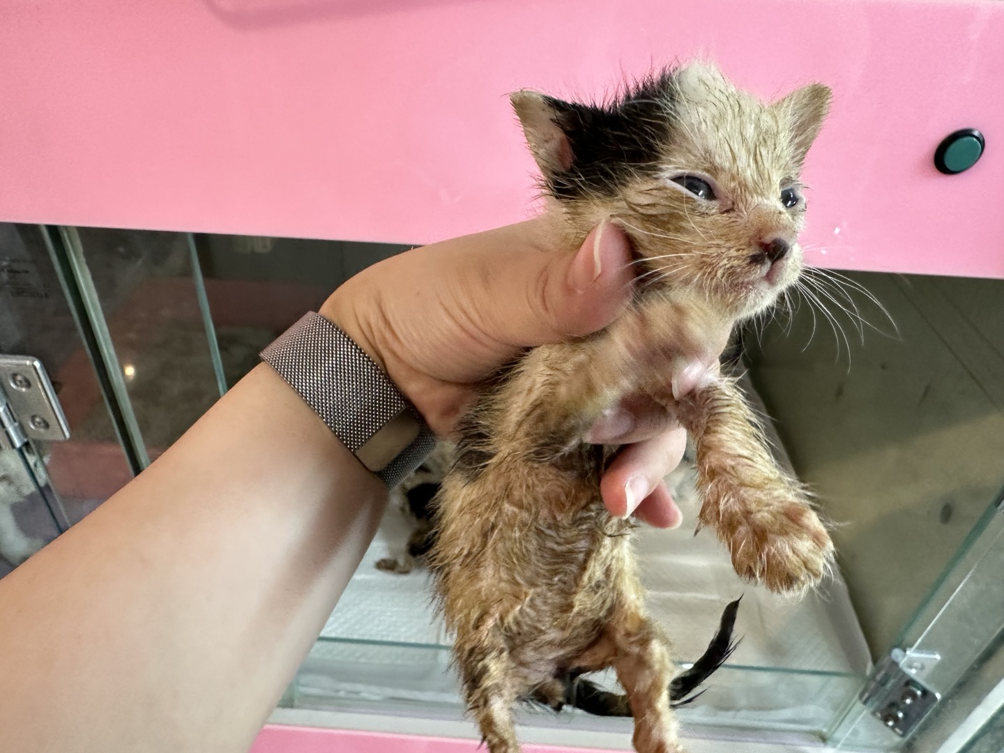보호중 한국 고양이…