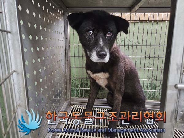 한국동물구조관리협회_441560202401163