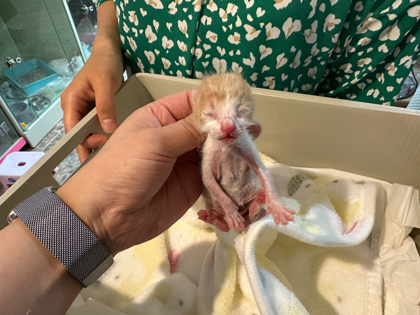 보호중 한국 고양이…