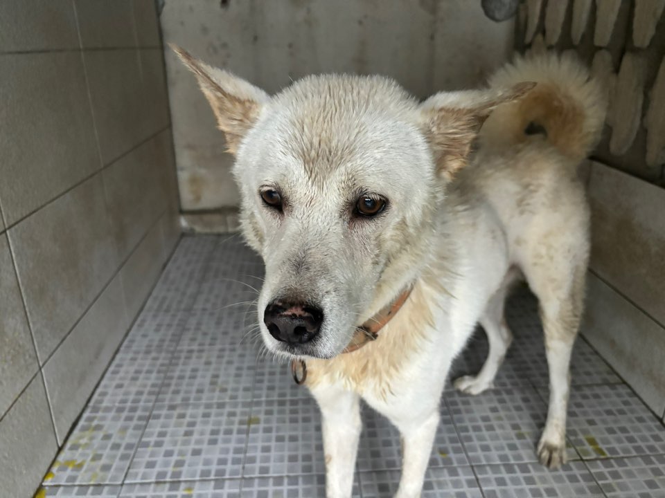 광주 동물보호소_429360202400711