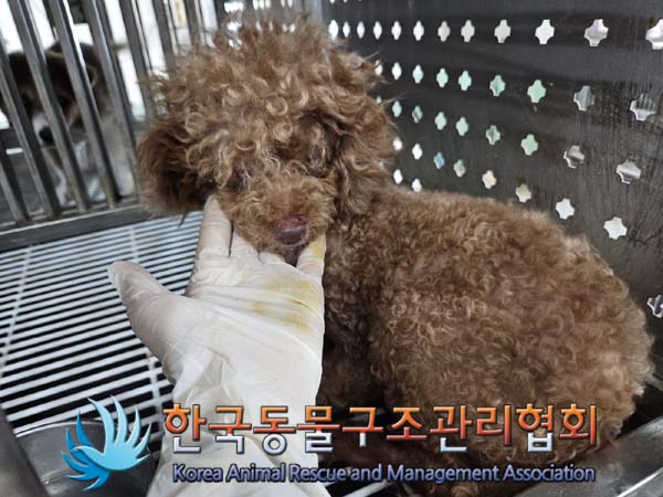 보호중 푸들의 가족…