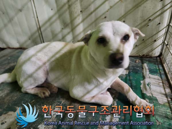 한국동물구조관리협회_441404202400492