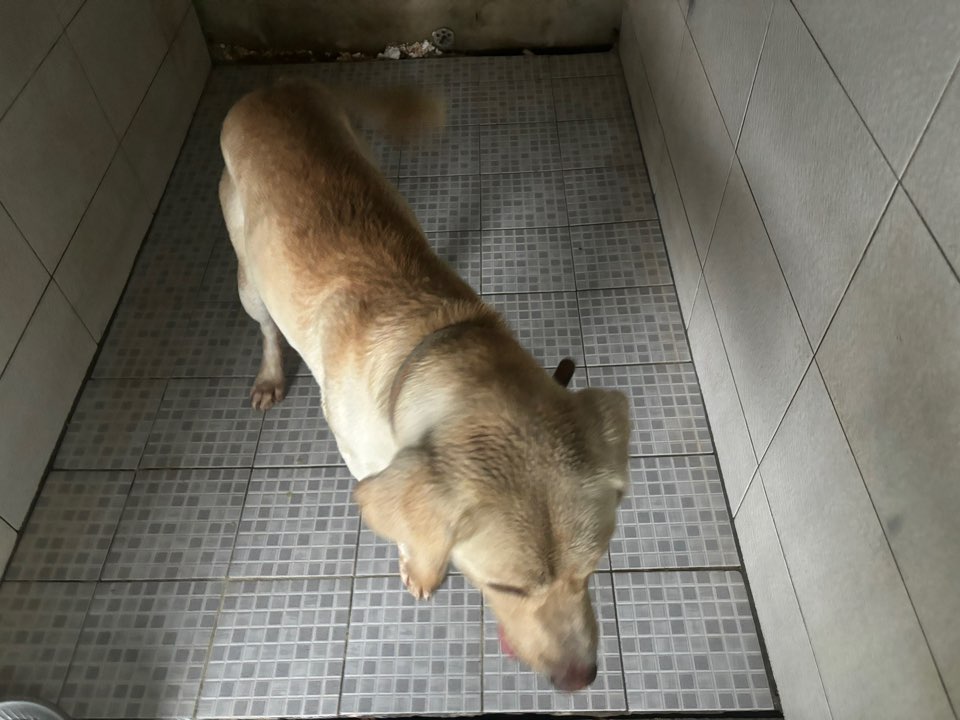광주 동물보호소_429363202400949