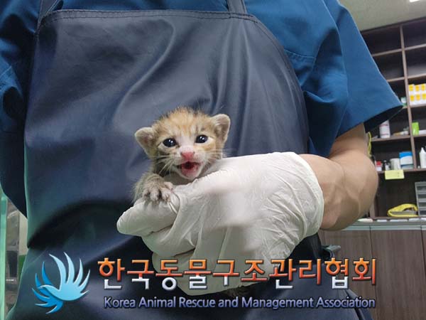 한국동물구조관리협회_441559202400968