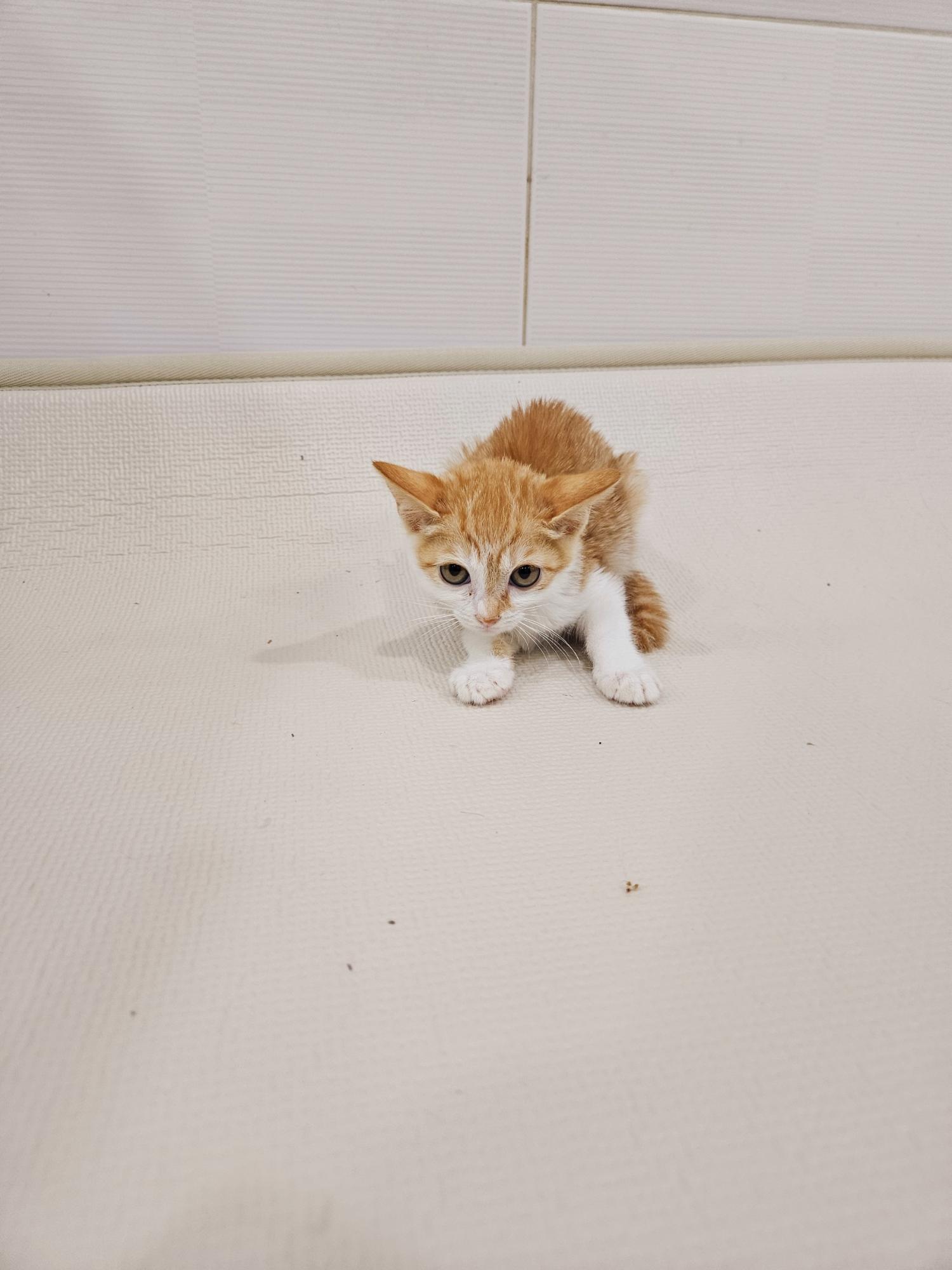 제니스동물병원_427346202401067