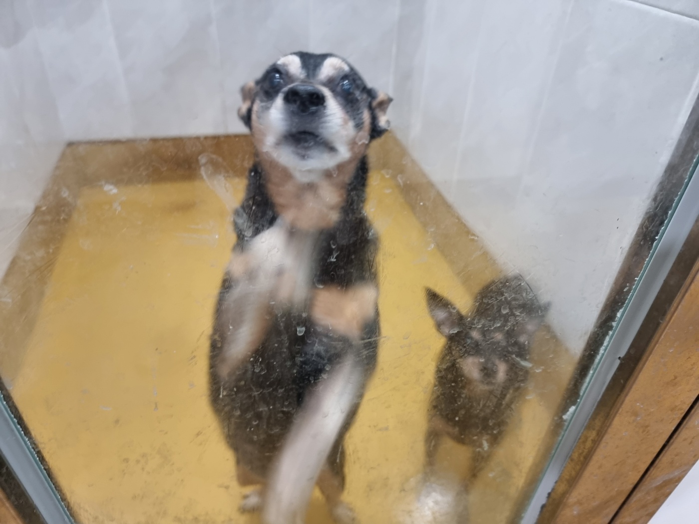 천안시 동물보호센터_444449202401804