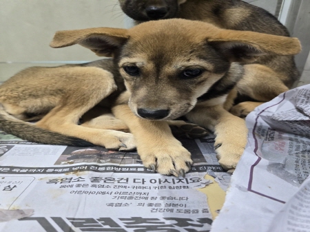 원주시동물보호센터_442419202400725